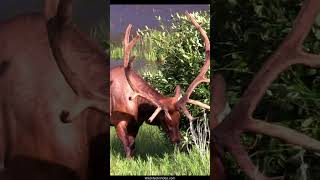 Huge Bull Elk in Full Velvet - The Talbot Titan