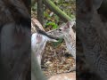 curious baby deer and mom