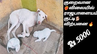 தரமான ❤️‍🔥ராஜபாளையம் 🐕நாய் குட்டி விற்பனை 🥵 குறைந்த விலையில் 😊