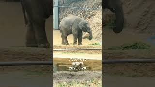 上野動物園　アルン　アジアゾウ　昼食中のアルンくん　2023.3.12　zoo elephant baby ueno