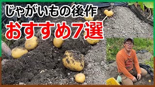 じゃがいもの後に栽培する野菜　おすすめ７選