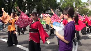 学生団体コンパスよさこいチーム叢雲　第66回よさこい祭り