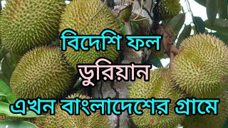 ডুরিয়ান ফল এখম বাংলাদেশে | How to Find  Durian Fruits in Bangladesh