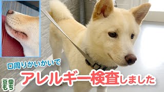 柴犬１歳アレルギー検査受けてきました！検査費用も公開