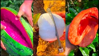 No Music | Fruit picking & Decompression Videos