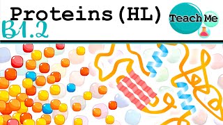 (B1.2) - Proteins - IB Biology (HL)