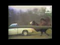 camel chases down truck driver