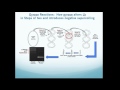 bacterial dna gyrase assay kit overview