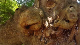 Music of the Plants - Platanus orientalis in the garden of Prepodobna Stoyna, Bulgaria