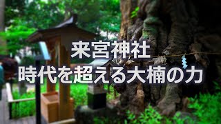 [Cinematic Stroll] Kinomiya Shrine's Power Spot - The 2100-year-old first large camphor tree