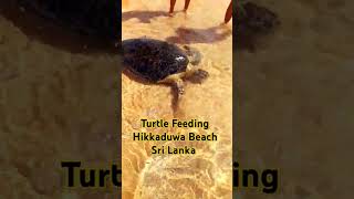 Turtle #feeding #hikkaduwa #beach #sea #srilanka #amazing #induruwa #music #cat #travel #nature 🐢😊🇱🇰