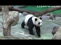 圓圓爬上爬下找點心，伸手矯健不輸給圓仔 熊貓貓熊the giant panda yuan yuan and yuan bao 台北市立動物園