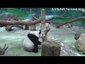 圓圓爬上爬下找點心，伸手矯健不輸給圓仔 熊貓貓熊the giant panda yuan yuan and yuan bao 台北市立動物園