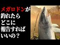 【Fishing Clash】メガロドン釣れたらどこに報告すりゃいいんだよ【釣りゲーム・スマホゲーム】