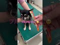 動物病院 怖い chihuahua dog shorts