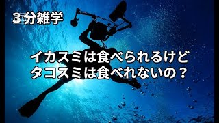 3分雑学　内容【イカスミは食べられるけどタコスミは食べれないの？】