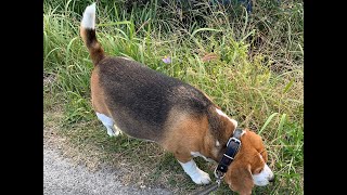 【冷静沈着犬】自分のペースでゆっくりのんびりと神社へ冷静沈着に向かったビーグル犬・・・Healing/dog　癒し/犬　ビーグル/BEAGLE　セラピー犬