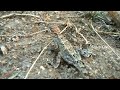 about oriental garden lizard thonda తొండ uhd 4k life in nature dhondi srinivas