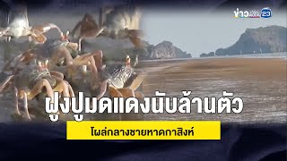 ฝูงปูมดแดงนับล้านตัว โผล่กลางชายหาดกาสิงห์