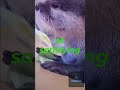 #shorts_video_viral_ ||Lettuce & Otter||#freshtips,#short, #viral,#fresh,#otter,#lettuce,#youtube,