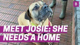 Meet Birmingham Dogs Home's longest-staying resident Josie