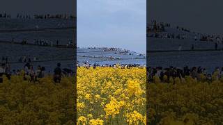 【世界的に有名な、ひたち海浜公園のネモフィラ❗】菜の花　お花見