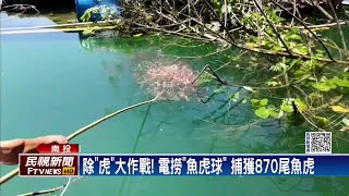 除「虎」大作戰 !　電撈「魚虎球」 捕獲870尾魚虎－民視新聞