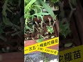 曼陀罗快速育苗法 angel trumpet propagation