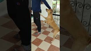 Minivlog 14✨💖💖✨...amma v2ku ponom ♥️ #shorts #vlogsdaily #lifestyle #doglove