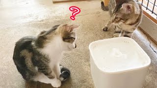 給水器の飲み口を替えてみたら子猫たちの反応が...【保護猫】