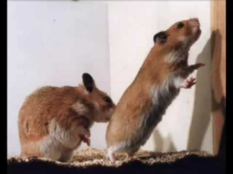 Hamster Dance - YouTube