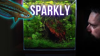 New SPARKLING GOURAMI SPARKLES like no other fish | EP5 MOSS NANO CUBE AQUARIUM