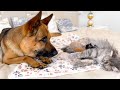 Loyal German Shepherd Refuses to Leave Mother Cat and Kittens Alone