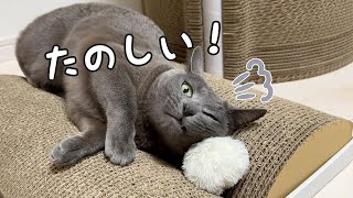 １人で荒ぶりまくる猫が謎すぎて面白いｗ