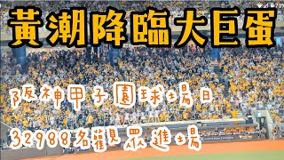 阪神甲子園球場日-32988名球迷進場應援黃潮降臨