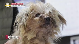 꼬질꼬질 누더기 견의 반전미모!? [류수영의 동물티비] | KBS 210211방송