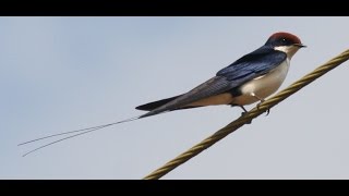 Wire-tailed Swallow