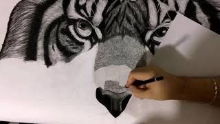 Pencil Drawing Time Lapse “Tiger Head”