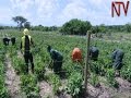 EU ambassador expresses concern over effects of climate change on food security in Uganda