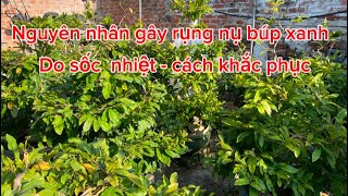 Nguyên nhân gây rụng nụ mai miền Bắc do sốc nhiệt - cách khắc phục