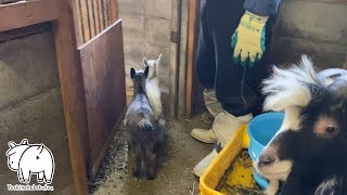 部屋に帰る子ヤギ、帰りたくない子ヤギ 2023年3月11日 Goat Farm 手作りヤギ牧場　吉がけ牧場