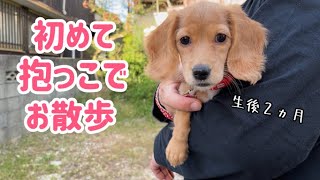 抱っこでドキドキの初お散歩【ダックスフンド】