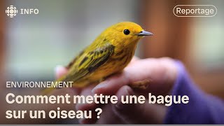 Le baguage des oiseaux au marais Oak Hammock