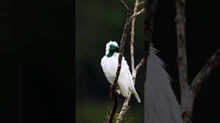 Have you ever seen a bare-throated bellbird? 😍❤️