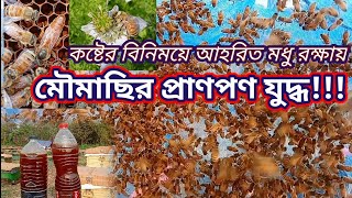 মধু রক্ষায় মৌমাছিদের প্রাণপণ যুদ্ধ! মৌমাছি পালন ও মধু চাষ। মৌ চাষ পদ্ধতি। মৌমাছি চাষ পদ্ধতি