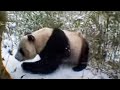 Giant Panda Bears in the Forest | David Attenborough | BBC Studios