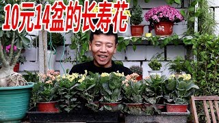 【養養養花花花】10元錢買到14盆長壽花，養一段時間，接著又爆盆，有“便宜”就撿