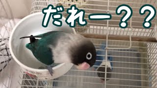 乱暴だけど可愛いインコ【ボタンインコのぶーちゃん】