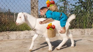 CUTIS & Goats Enlisted Harvesting Fruit To Make Smoothies