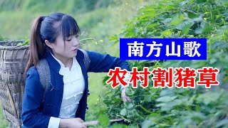 云南山歌：姑娘喂了两头大肥猪，天天要去割猪草